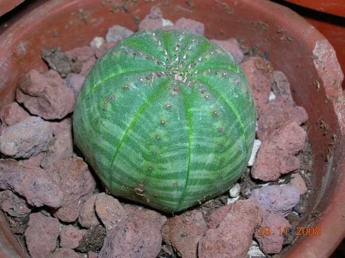 Euphorbia obesa 