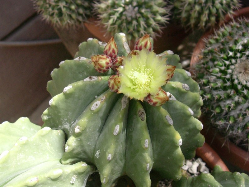 Ferocactus glaucescens v. inermis 