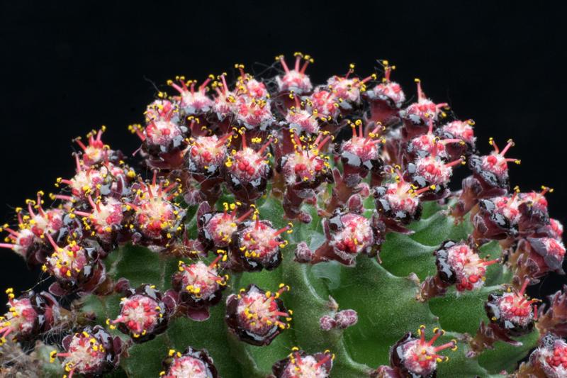 Euphorbia horrida 