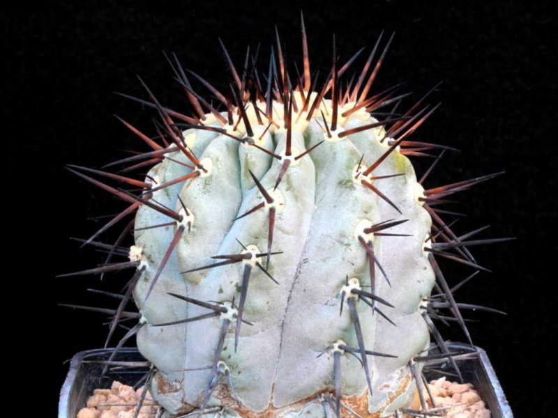 Copiapoa cinerea 