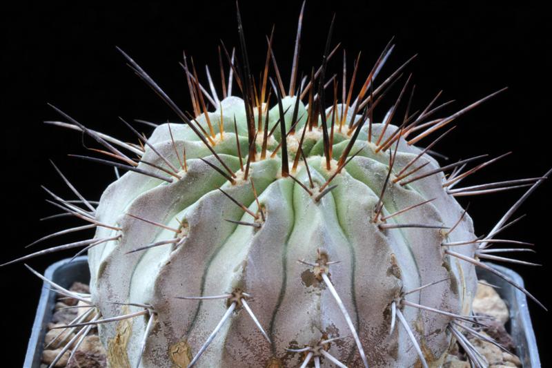 Copiapoa cinerea v. carrizalensis AW 84