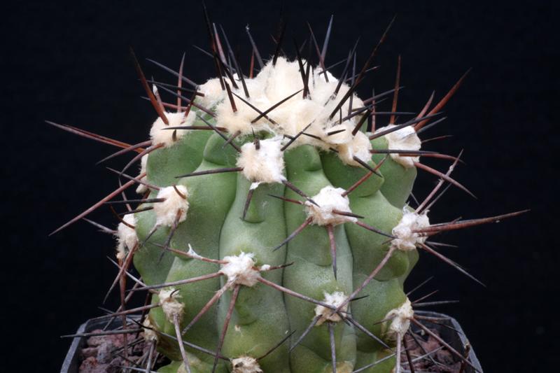 Copiapoa coquimbana 