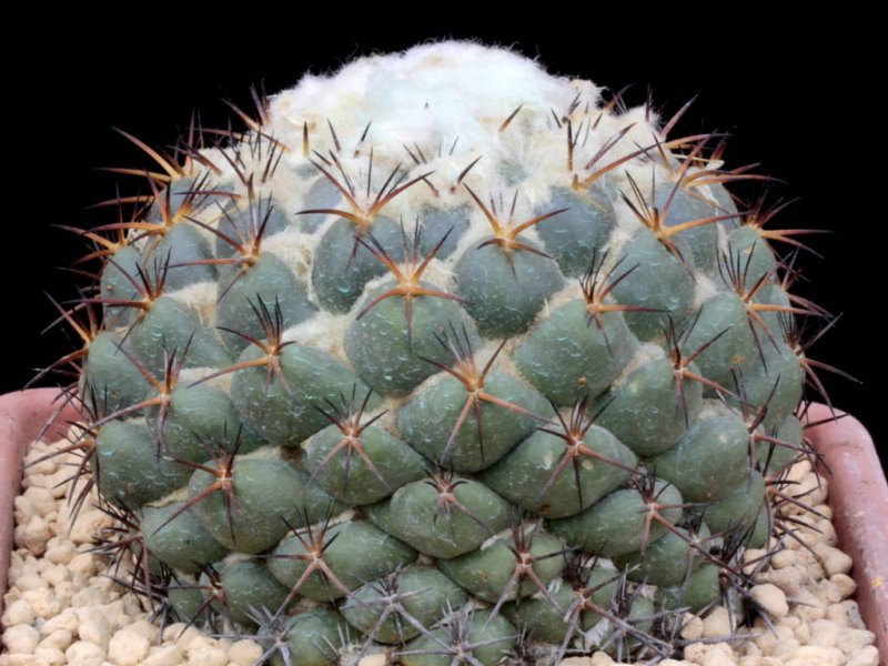 Coryphantha elephantidens 