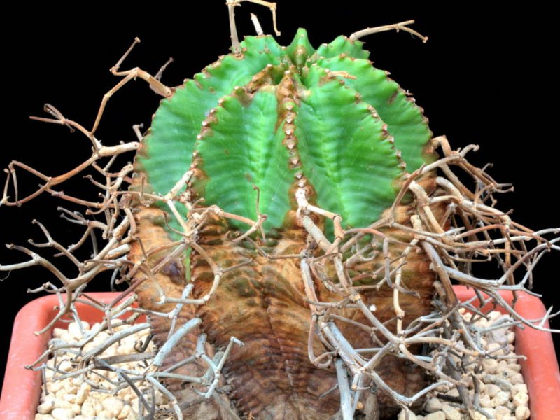 euphorbia meloformis ssp. valida