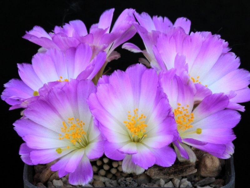 Mammillaria luethyi 