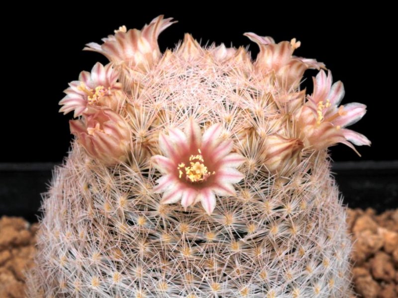 Mammillaria magallanii 