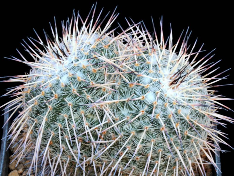 Mammillaria parkinsonii SB 315