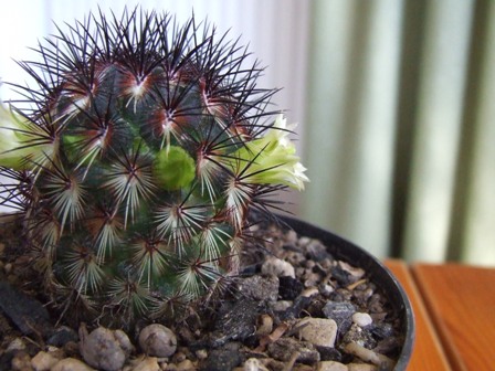 Mammillaria microelia 