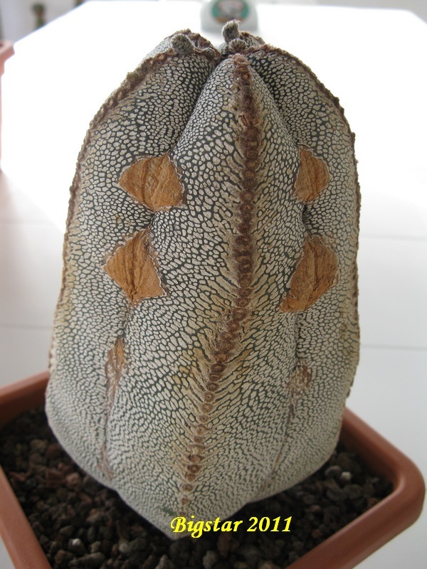 Astrophytum myriostigma cv. onzuka 