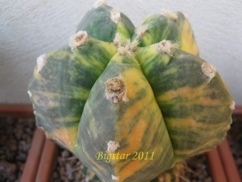 Astrophytum myriostigma f. variegatum 