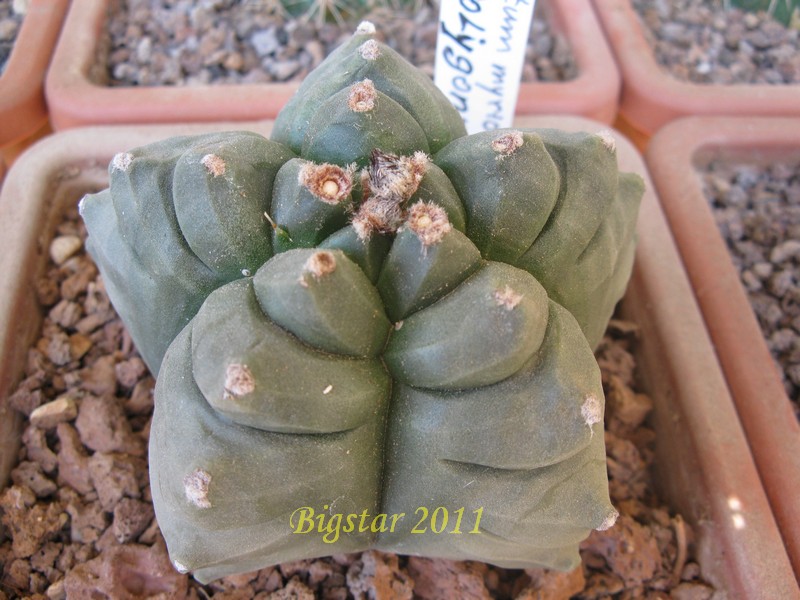 Astrophytum myriostigma cv. kikko poligon form 