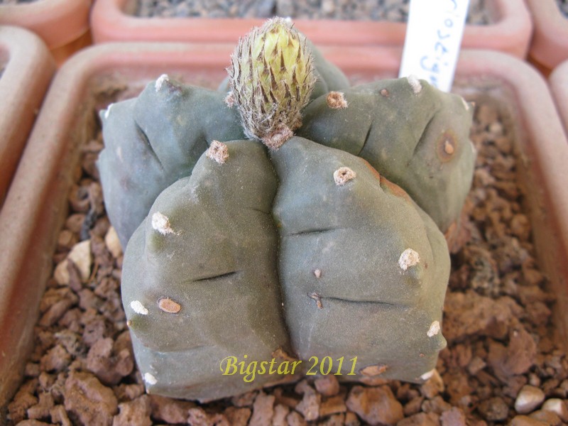 Astrophytum myriostigma cv. kikko pentagon form 