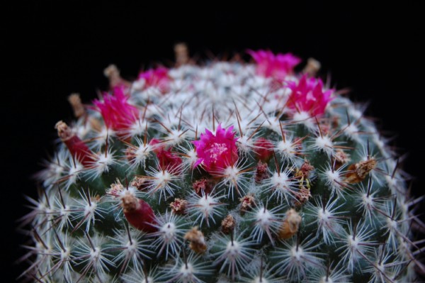 Mammillaria rhodantha ssp. mollendorffiana 