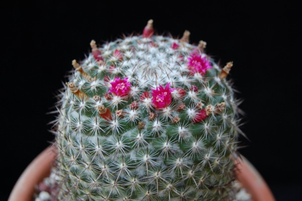 Mammillaria rhodantha ssp. mollendorffiana 