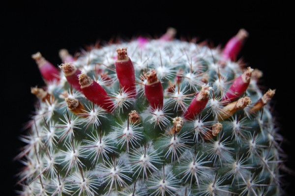 Mammillaria rhodantha ssp. mollendorffiana 