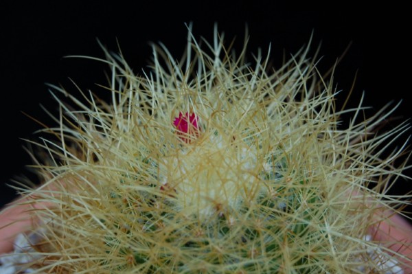 Mammillaria rhodantha ssp. pringlei 