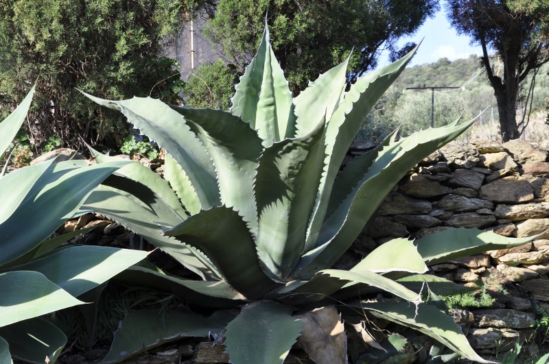 Agave ferox 