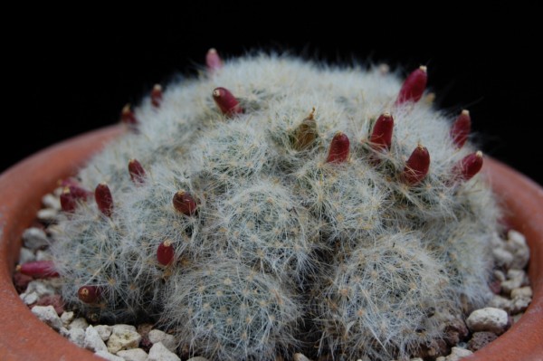 Mammillaria glassii 