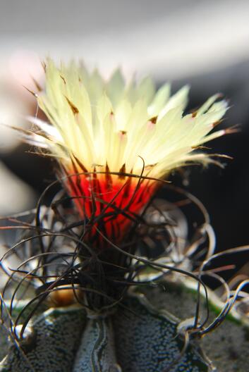 Astrophytum capricorne 