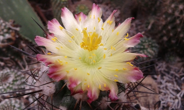 Copiapoa esmeraldana 