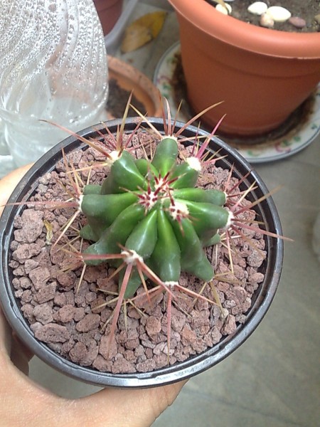 ferocactus  
