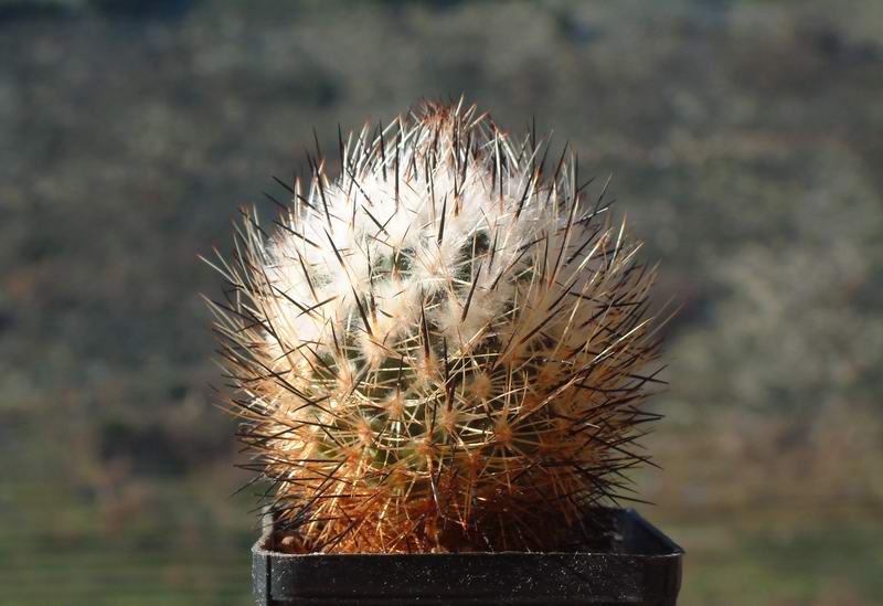 Turbinicarpus beguinii CH202