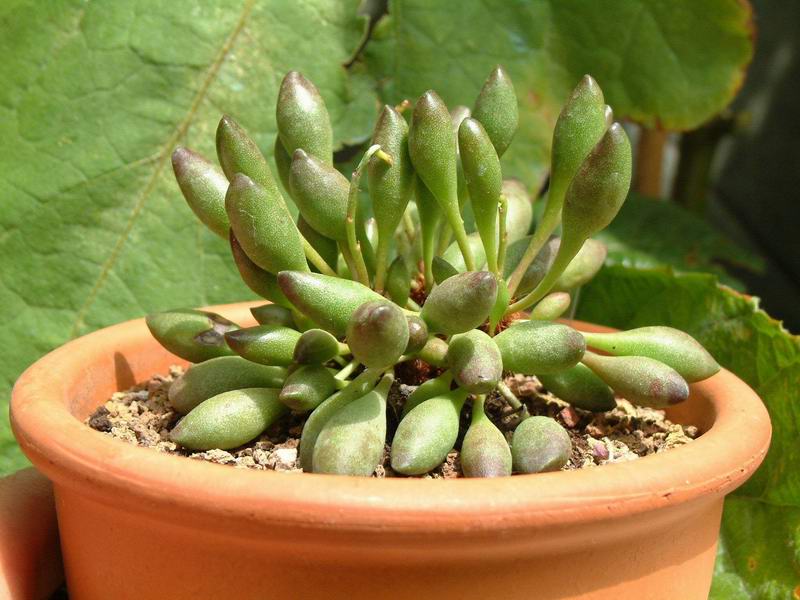 Adromischus cristatus v. clavifolius 