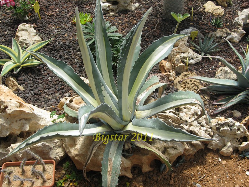 agave americana cv. medio-picta alba