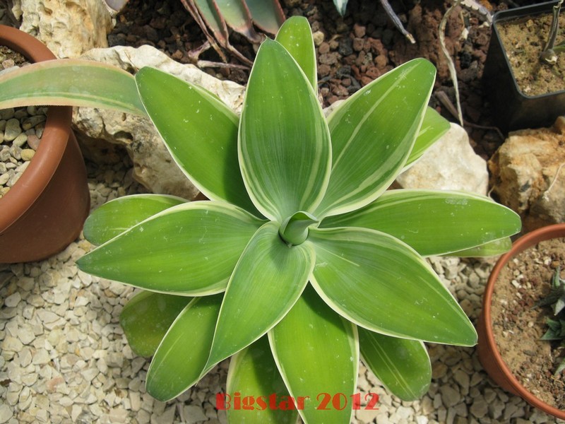 Agave attenuata 