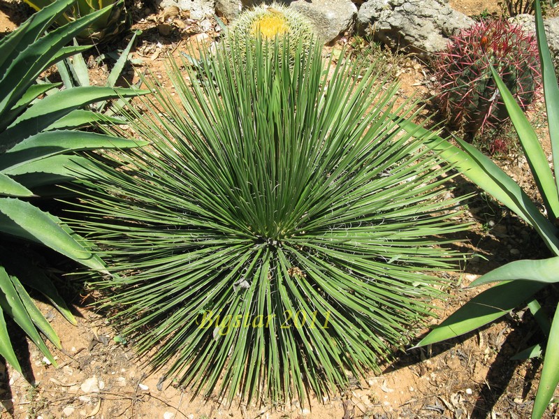 Agave geminiflora 