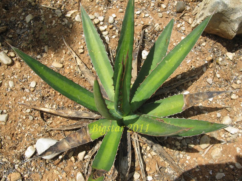 Agave lophantha 