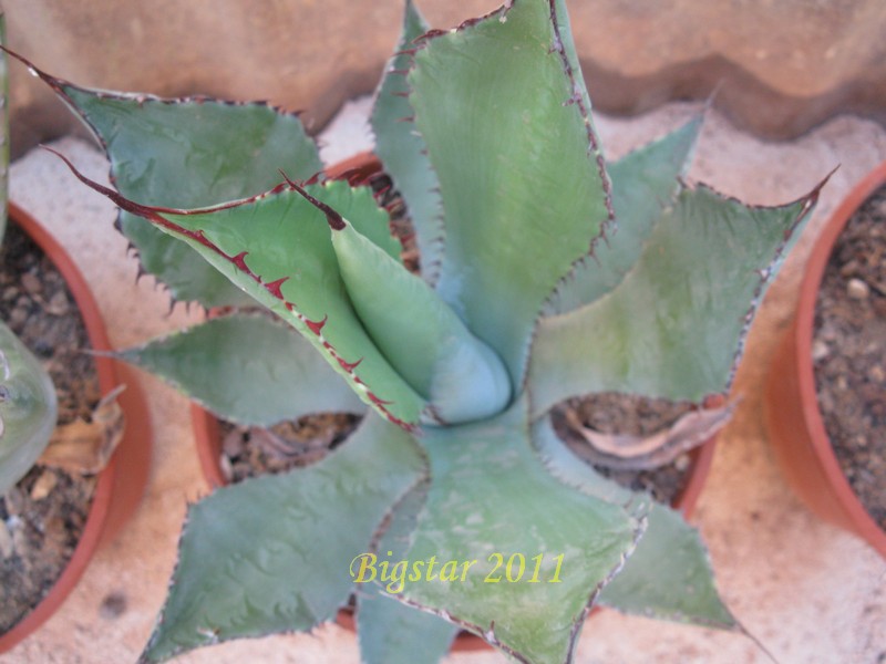 agave maximiliana