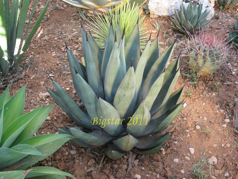 Agave cv. nigra 