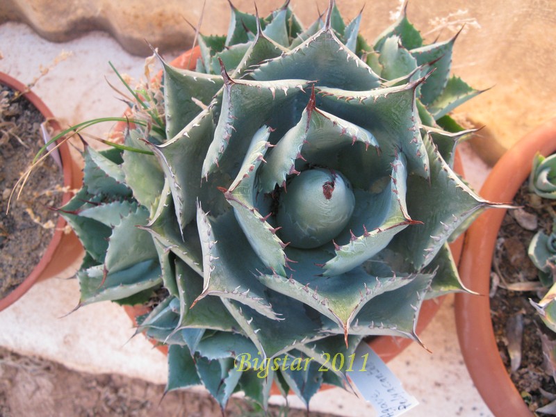 agave polyacantha