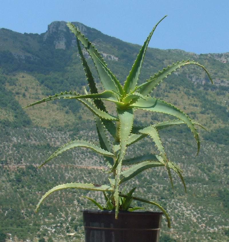 Aloe ciliaris 