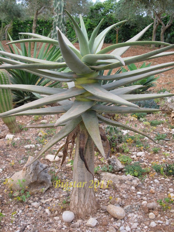 Aloe dichotoma 