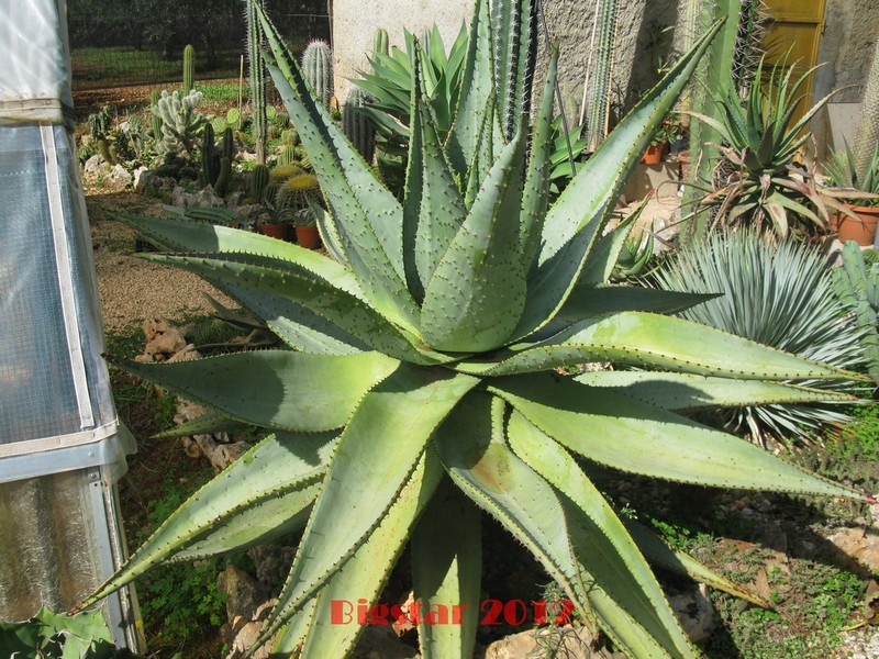 Aloe marlothii 