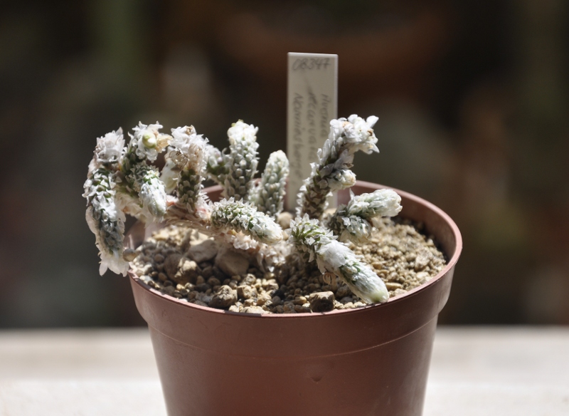 anacampseros recurvata