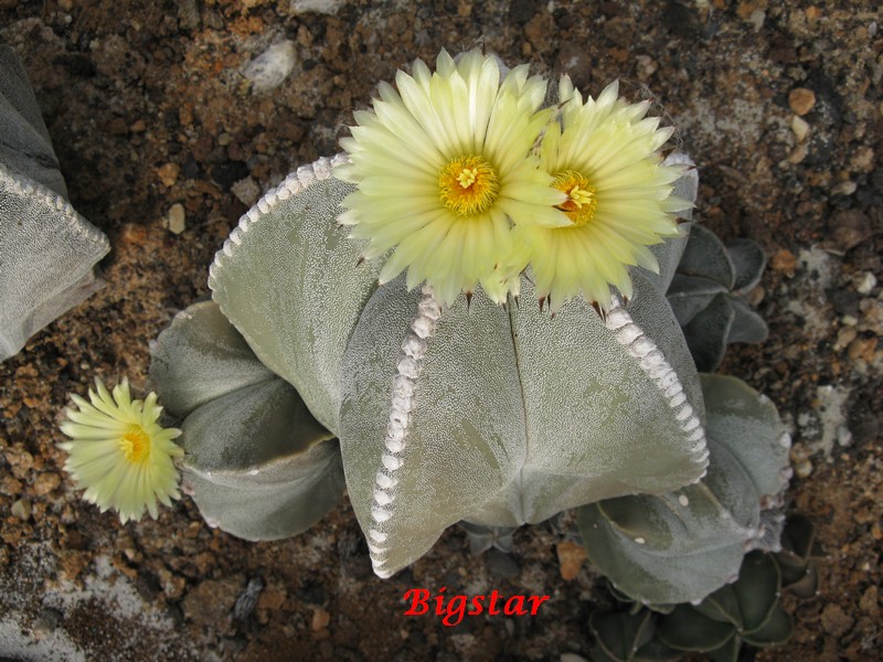 Astrophytum myriostigma 