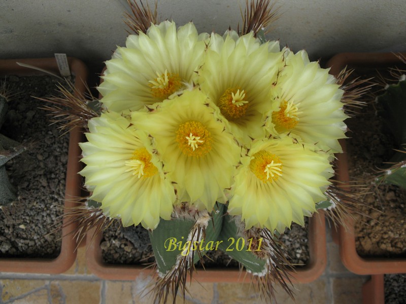 Astrophytum ornatum 