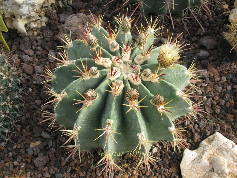 Ferocactus latispinus v. spiralis 