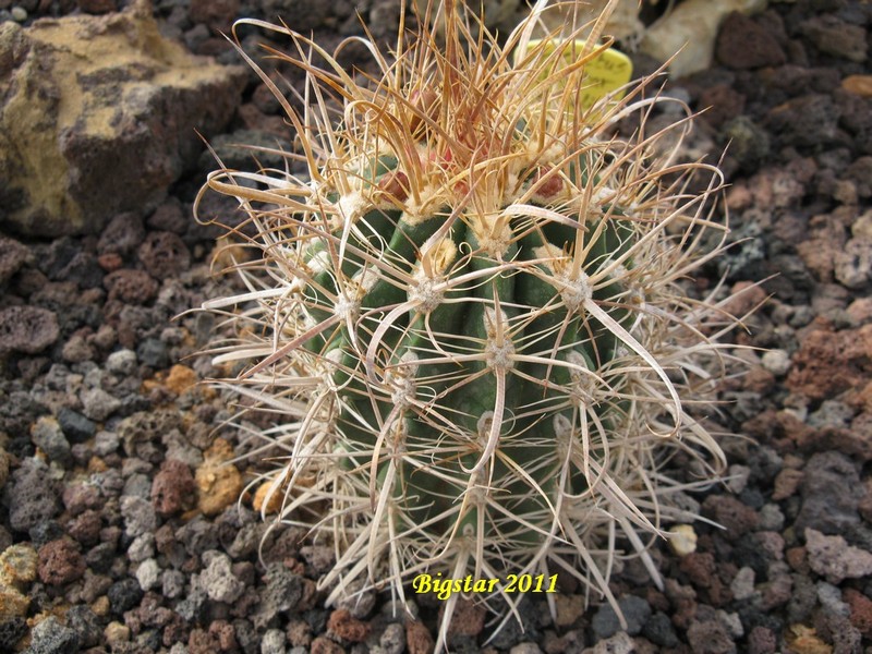 Ferocactus cv. bigstar 