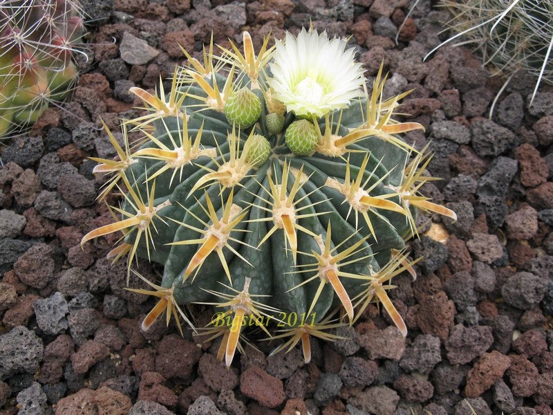 Ferocactus latispinus v. flavispinus 