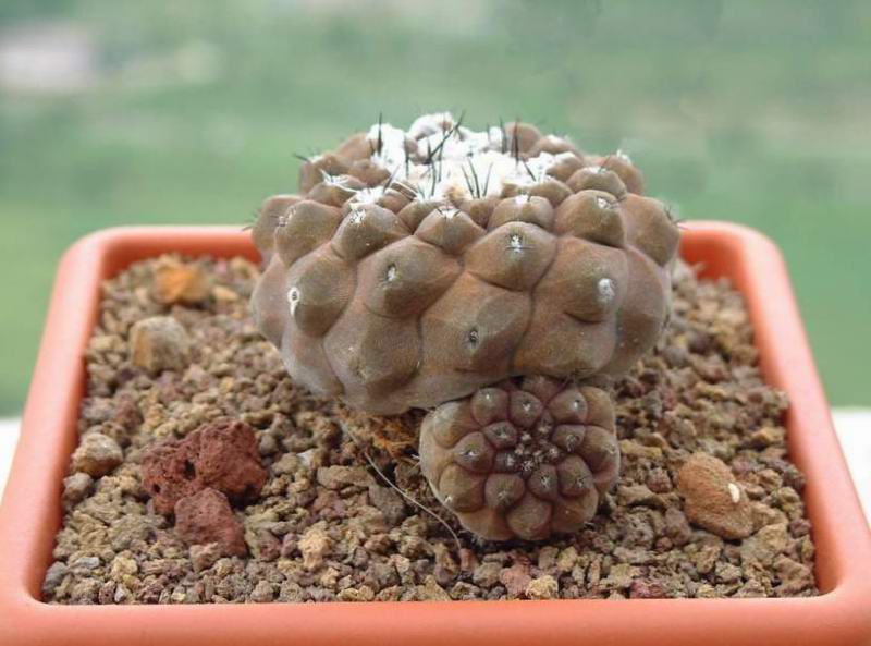 Copiapoa hypogaea 