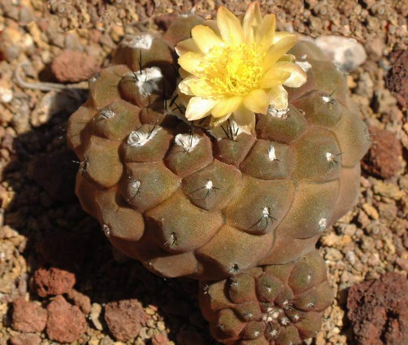 Copiapoa hypogaea 