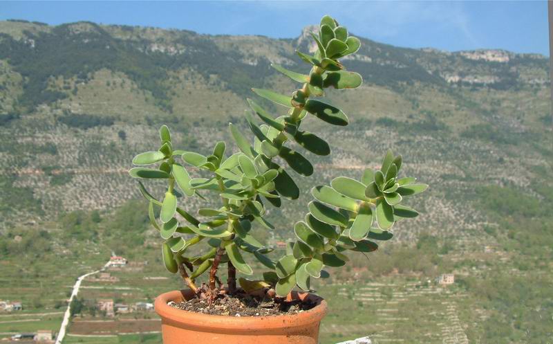 Crassula ciliata 