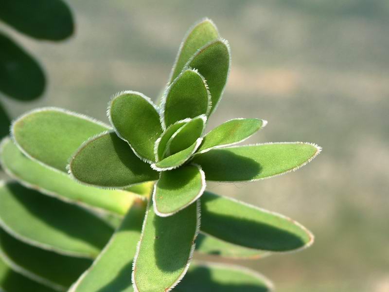 Crassula ciliata 