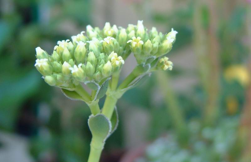 Crassula ciliata 