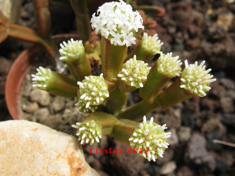 Crassula pyramidalis 