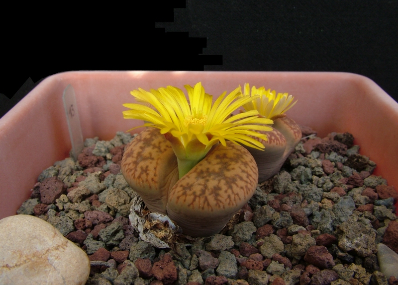 Lithops aucampiae 